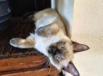 Sugar - Ragdoll Kitten For Sale - Phoenix&comma; AZ&comma; US