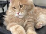 Colin - Maine Coon Kitten For Sale - Puyallup&comma; WA&comma; US