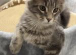 Benedict - Maine Coon Kitten For Sale - Puyallup&comma; WA&comma; US
