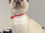 Fireworks Litter 2 - Siamese Kitten For Sale - Fallston&comma; MD&comma; US