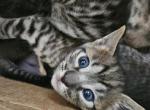 Savannah Kittens with Payment Plans - Savannah Kitten For Sale - Cedar Springs&comma; MI&comma; US