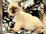 Fireworks Litter 3 - Siamese Kitten For Sale - Fallston&comma; MD&comma; US
