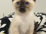 Fireworks Litter 4 - Siamese Kitten For Sale - Fallston&comma; MD&comma; US