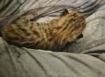 Bengal Kittens 100 dollars per week - Bengal Kitten For Sale - Cedar Springs&comma; MI&comma; US