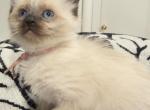 New Year New Beginnings Litter 1 - Balinese Kitten For Sale - Fallston&comma; MD&comma; US