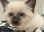 New Year New Beginnings Litter 4 - Balinese Kitten For Sale - Fallston&comma; MD&comma; US