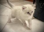 Bounce - Ragdoll Kitten For Sale - Canton&comma; GA&comma; US