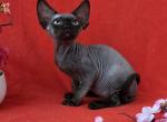 Devon Rex Ziggy - Devon Rex Kitten For Sale - Manorville&comma; NY&comma; US