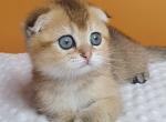 Alice Scottish - Scottish Fold Kitten For Sale - Empire State&comma; NY&comma; US