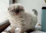 Xardi Scottish - Scottish Fold Kitten For Sale - Empire State&comma; NY&comma; US