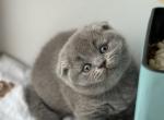 Xenia2 Scottish - Scottish Fold Kitten For Sale - Empire State&comma; NY&comma; US