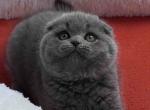 Peter Scottish - Scottish Fold Kitten For Sale - Brooklyn&comma; NY&comma; US