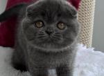 Pepper Scottish - Scottish Fold Kitten For Sale - Brooklyn&comma; NY&comma; US