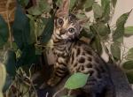 Onyx - Bengal Kitten For Sale - Vandalia&comma; OH&comma; US