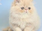 Cevin - Persian Kitten For Sale - Pembroke Pines&comma; FL&comma; US