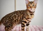 Valencia - Bengal Kitten For Sale - Pembroke Pines&comma; FL&comma; US