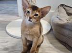 Xenon - Abyssinian Kitten For Sale - Norwalk&comma; CT&comma; US