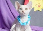 Isi - Devon Rex Kitten For Sale - Norwalk&comma; CT&comma; US