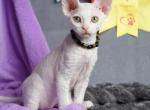Iney - Devon Rex Kitten For Sale - Norwalk&comma; CT&comma; US