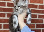 Salem - Maine Coon Kitten For Sale - Kansas City&comma; MO&comma; US
