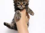 Goldie Ralphs  Litter - Maine Coon Kitten For Sale - Kansas City&comma; MO&comma; US