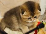 Sonya - Scottish Fold Kitten For Sale - Bergenfield&comma; NJ&comma; US