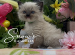 Dark Green - Ragdoll Kitten For Sale - Desloge&comma; MO&comma; US
