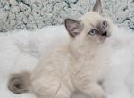Male 1 - Ragamuffin Kitten For Sale - Poplar Grove&comma; IL&comma; US