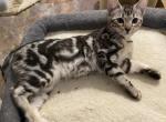 CeeCees crew - Bengal Kitten For Sale - Pendleton&comma; KY&comma; US