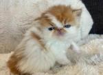 Daphne - Persian Kitten For Sale - Arlington Heights&comma; IL&comma; US