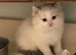 Sammy Lilac Male - Ragdoll Kitten For Sale - Burlington&comma; WI&comma; US