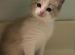 Hector - Ragdoll Kitten For Sale - Burlington&comma; WI&comma; US