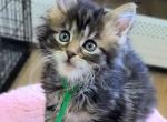 Kai - Maine Coon Kitten For Sale - Pewaukee&comma; WI&comma; US