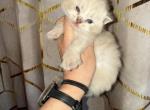 Mink lynx male - Ragdoll Kitten For Sale - Butler&comma; PA&comma; US