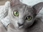 Nikita Velvet - Russian Blue Cat For Adoption - Crown Point&comma; IN&comma; US