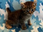 Highlander kity 1j - Highlander Kitten For Sale - Goshen&comma; AL&comma; US