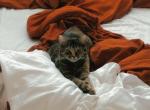 Jasmine - Domestic Cat For Adoption - Coppell&comma; TX&comma; US