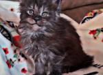 Juliet - Maine Coon Kitten For Sale - OH&comma; US