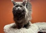 Dior - Maine Coon Cat For Sale - Liberty&comma; NC&comma; US