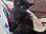 Rosalie - Maine Coon Kitten For Sale - OH&comma; US