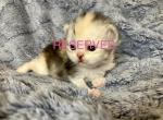 Clover Red - Persian Kitten For Sale - Cayce&comma; SC&comma; US