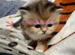 Erin Pink - Persian Kitten For Sale - Cayce&comma; SC&comma; US