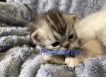 Murphy Purple - Persian Kitten For Sale - Cayce&comma; SC&comma; US