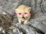 Tula Yellow - Persian Kitten For Sale - Cayce&comma; SC&comma; US