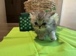Teddy bear - Persian Kitten For Sale - Spruce Pine&comma; NC&comma; US