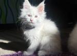 Black collar - Maine Coon Kitten For Sale - La Porte&comma; IN&comma; US