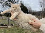 Champion bloodlines Kirby - Maine Coon Kitten For Sale - Cookeville&comma; TN&comma; US