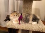 Callies babies - Ragdoll Kitten For Sale - Howell&comma; MI&comma; US
