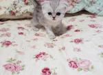 Chanel - Scottish Fold Kitten For Sale - Grand Rapids&comma; MI&comma; US