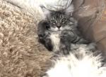 Meshu - Maine Coon Cat For Sale - Darien&comma; IL&comma; US